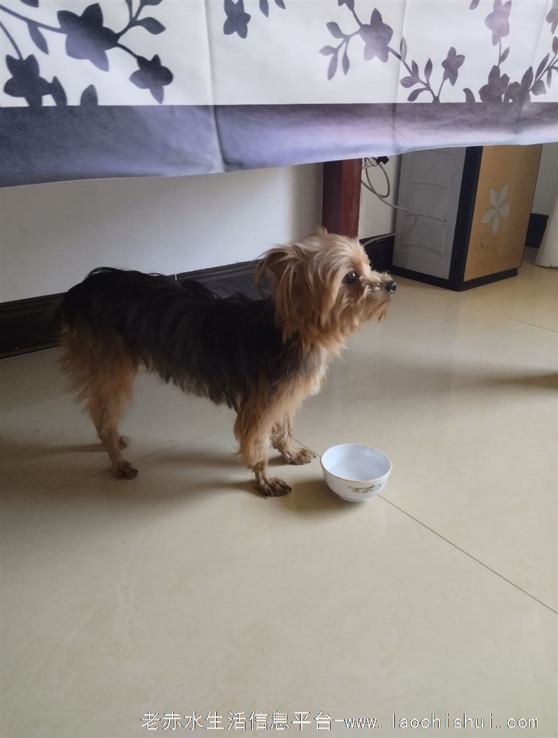 捡到走丢的狗狗