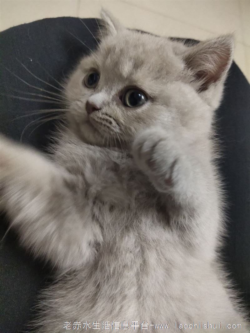稀有丁香色蓝猫出售