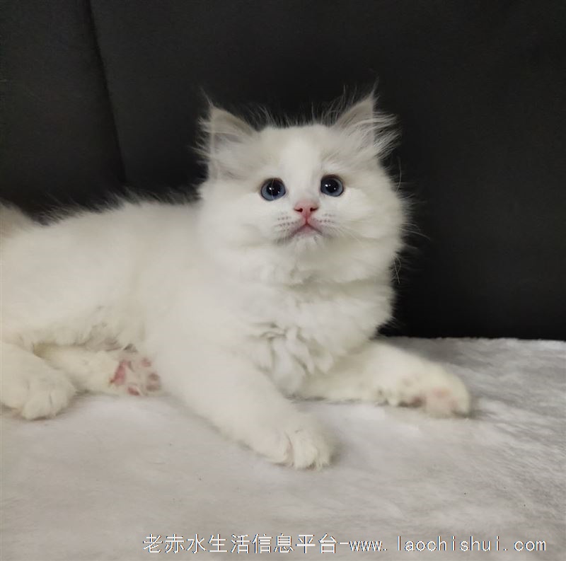 蓝双布偶出售
