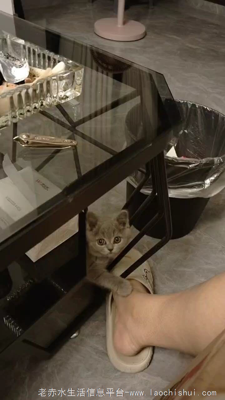 小尝领养蓝猫，母猫，打了疫苗，有意直接加微信15772096294