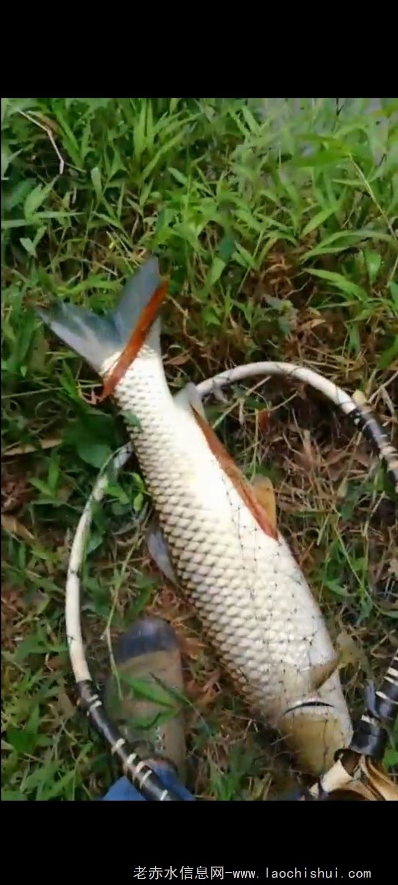 农历腊月十八放塘捉鱼（法王寺大木树村），花鲢，鲤鱼，草鱼，鲫鱼提前预定