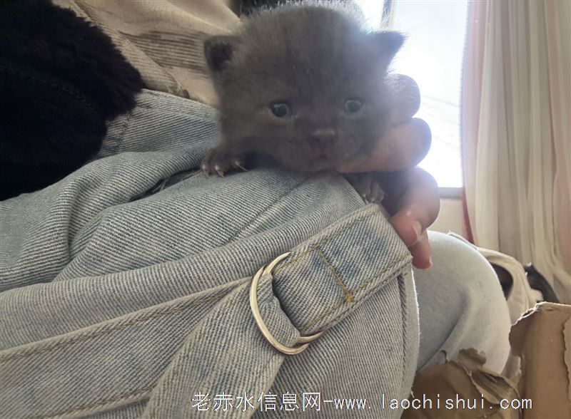 出5只蓝猫